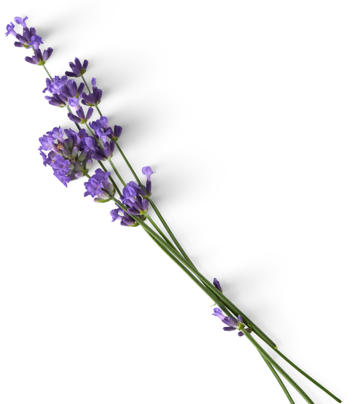 Lavender Sprig in pixels