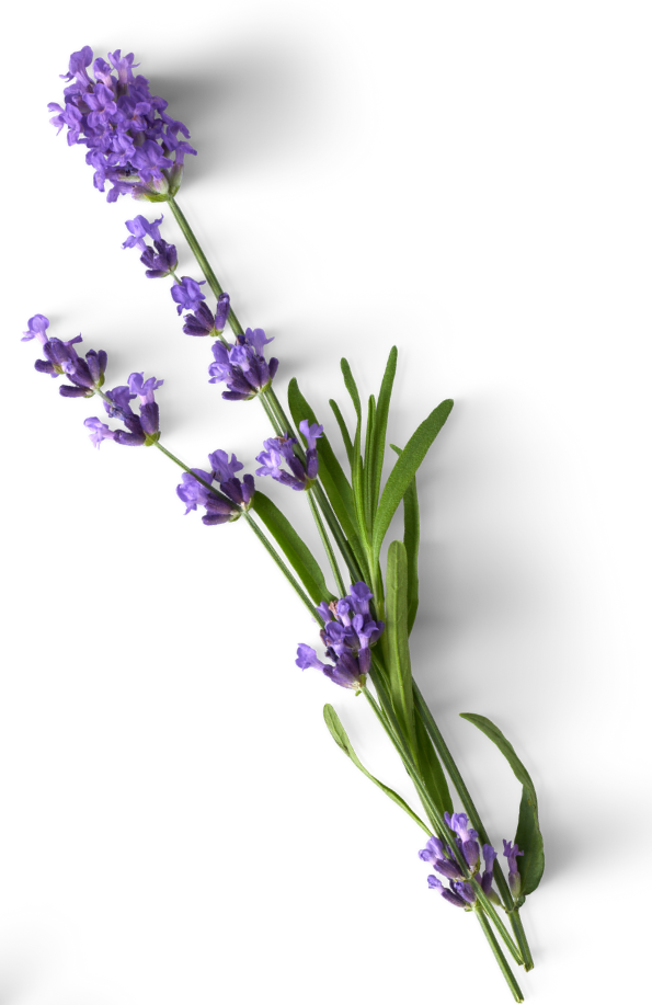 Lavender Transparency 2