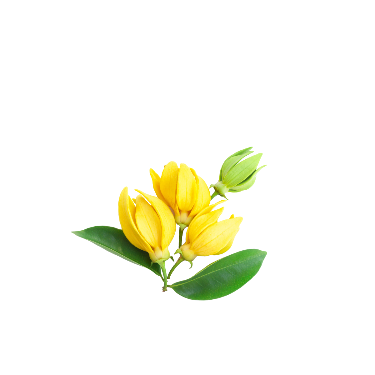 Yland ylang flower transparency-5